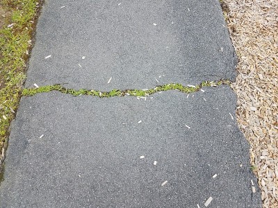 有裂缝和草的黑色沥青小道或小径