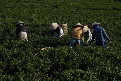 茶园和茶农正在采摘茶芽