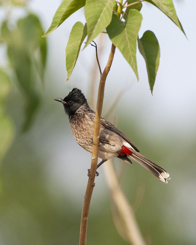 成虫红腹鹎(Pycnonotus cafer)