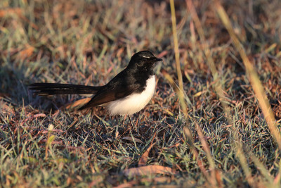 Willie Wagtail (rhiidura leucophrys)澳大利亚昆士兰