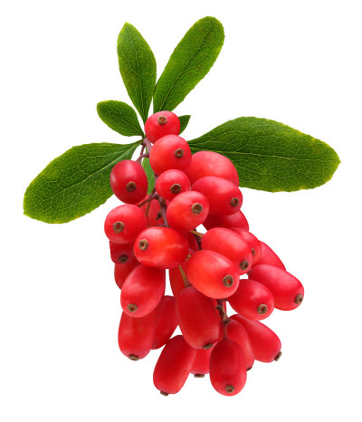 孤立的伏牛花。一串红色的浆果。