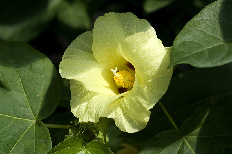 棉花;Gossypium;分子