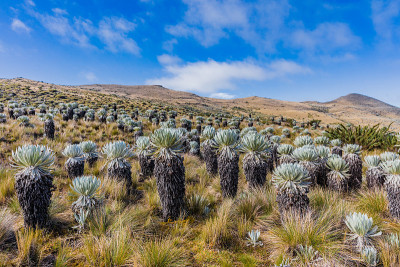 哥伦比亚的Paramo de Oceta Espeletia Frailejones Mongui 