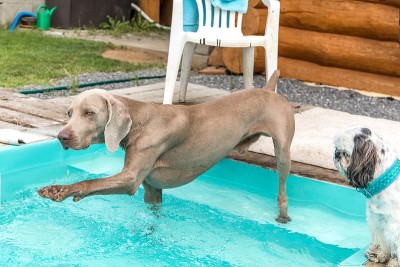 魏玛拉犬在自家泳池旁繁殖。花园里有只猎狗。炎炎夏日泳池边。