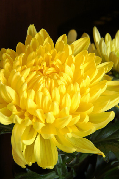 菊花