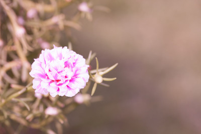 小花园里姹紫嫣红。