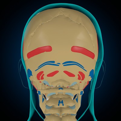 用于医学概念3D的肌肉起源和插入解剖骨骼