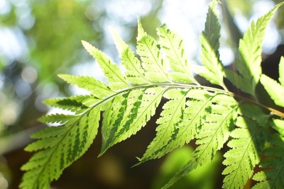 剑蕨，鱼骨蕨，肾蕨。叶形背景图像输入文本。