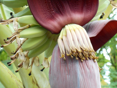 香蕉花