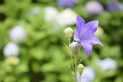 桔梗花