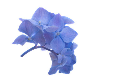 蓝色绣球花孤立