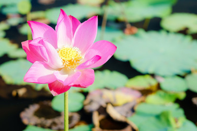莲花