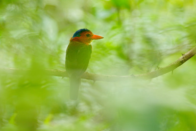 蓝头翠鸟(Actenoides monachus)栖息在绿色的热带森林的树枝上。来自印度尼西亚苏拉威