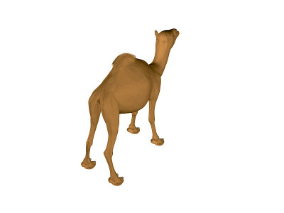 骆驼