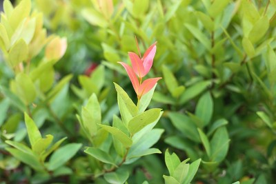 南部Syzygium
