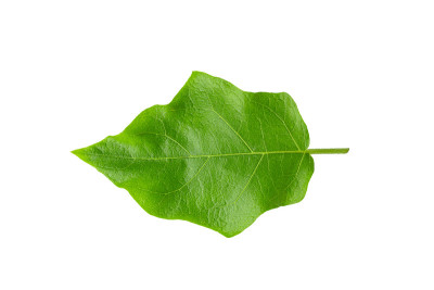 在白色的背景上分离的豌豆，茄子或火鸡浆果