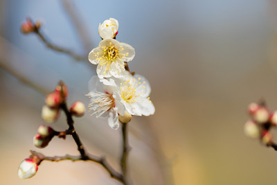 春天，公园里的梅花开了花