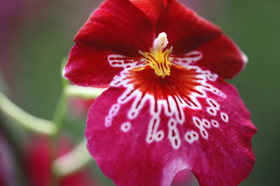 Miltonia orchid