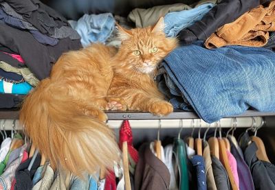 红主猫睡在衣服之间