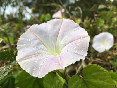 夏威夷考艾岛威美亚峡谷的冬天。