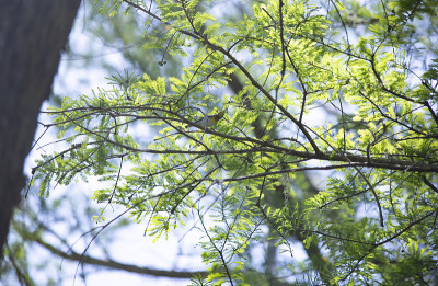 Yellow-Breasted聊天