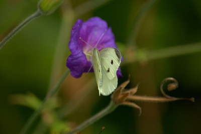 给花授粉的小白蝴蝶