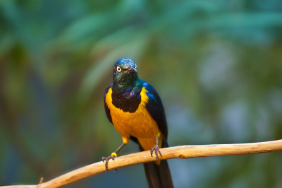 Golden-breasted燕八哥