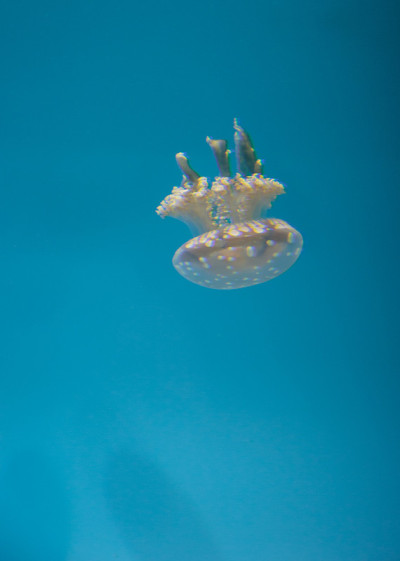 斑点礁湖水母，金色水母