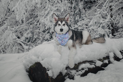 阿拉斯加雪橇犬在冬季的风景