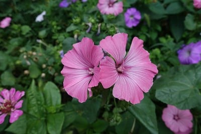 八月长尾紫菀的一对粉红色花