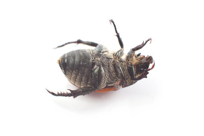 昆虫