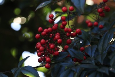 家庭Nandina
