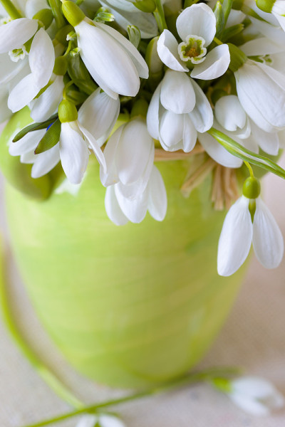雪花莲，靠近