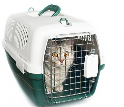 猫在笼子里