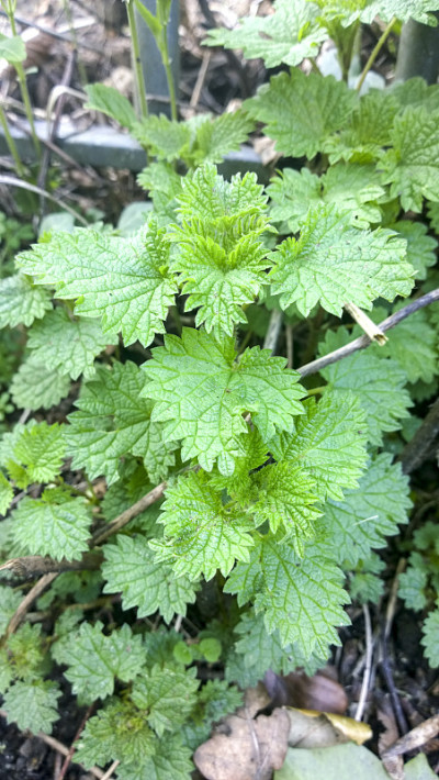 树林里的荨麻