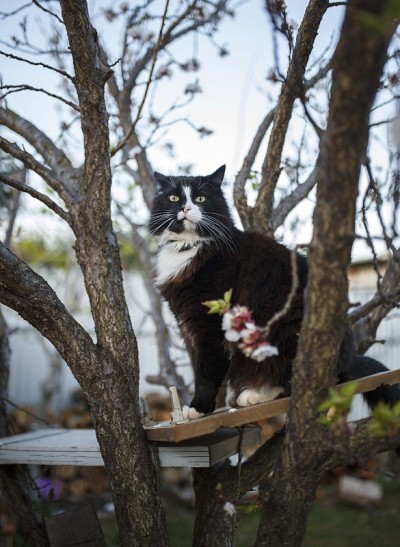 猫在开花的树下