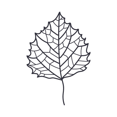 手绘桦树秋叶轮廓或轮廓矢量插图