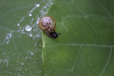 蜗牛
