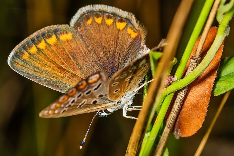 The brown argus (lat. Aricia agestis), is a butter