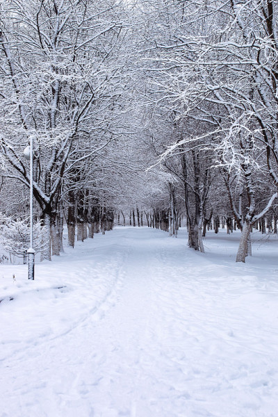 冬天的第一个下雪天，城市中央公园