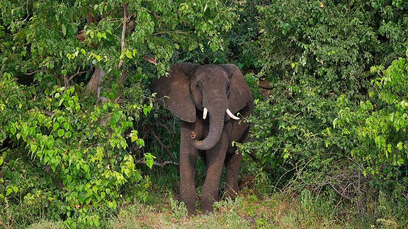 前视图的不信任看非洲象(loxodonta)出现在树之间在丘比河岸边，在船狩猎，丘比国家公园。