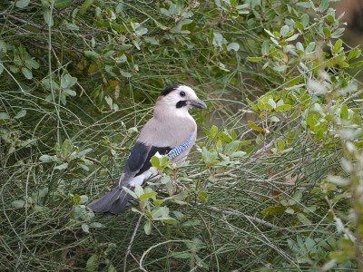 Garrulus