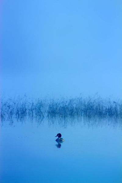 可爱的鸟水鸟。水体自然生境背景。鸟类:大冠毛鸊鷉。Podiceps cristatus