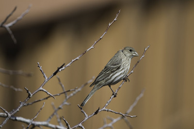 雌家雀(Carpodacus mexicanus)