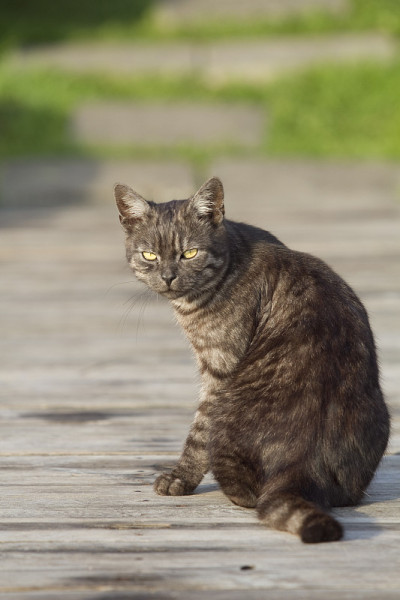 黑色的猫