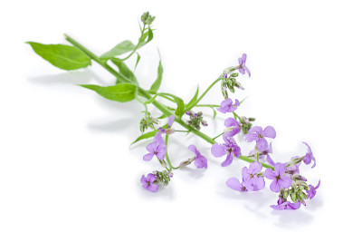 黄花