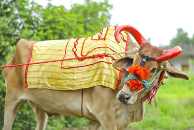 Indian pola festival , Pola is a festival respecti
