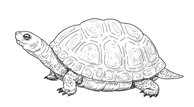 画欧洲池塘龟。轮轴爬行动物素描，黑白插图