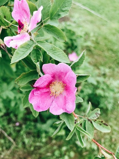 花在花园里开花了。