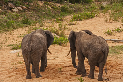 非洲象Loxodonta africana 13480